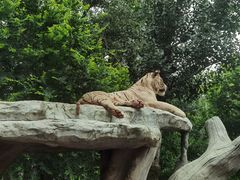 -北京野生动物园