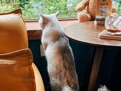 -咖法森林·咖啡  酒吧(天河店)