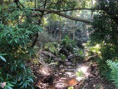 -滴水岩森林公园