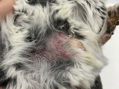 -瑞派·关忠动物医院·异宠专科·犬猫肿瘤·皮肤专科(望京店)