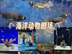 -重庆欢乐海底世界