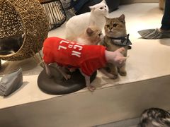 -飞行喵MR PILOT|猫舍·猫咖(静安大融城店)