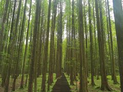 -武陵山森林公园