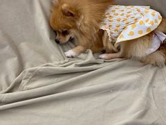 -怪兽屋·羊驼·猫咖·狗咖(俊华广场店)