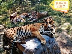 -济南野生动物世界