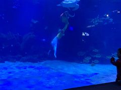 -石家庄海洋公园