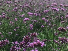 -紫颐香薰山谷景区