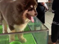-中环花鸟鱼虫市场