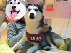 -Husky Go! 哈士奇体验馆·宠物咖啡厅狗咖