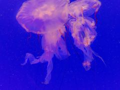 -上海海洋水族馆