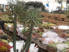 -龙大花卉苗木市场