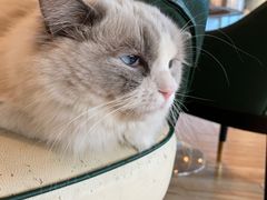 -遇见羊驼·奶狗咖·布偶猫咖·法斗柯基柴犬阿拉斯加(春熙路太古里IFS店)