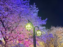 -东湖磨山景区樱花园-停车场