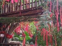 -呀路古热带植物园
