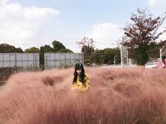 -鹅湖玫瑰文化园