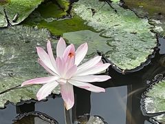 -五缘湾湿地公园