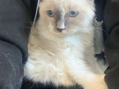 -福懋动物医院·犬猫全科·外科·重症科(杏林分院)