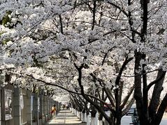 -高东镇樱花园