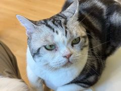 -有喵·猫咖·狗咖·30几只猫10只小狗(岗厦店)