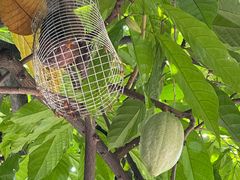 -Belice Chocolate Kingdom