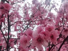 -秀丽东方