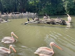 -广州长隆飞鸟乐园