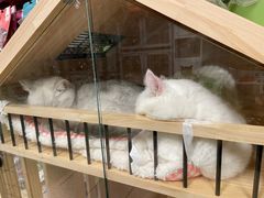 -沐沐家宠物(成寿寺店)