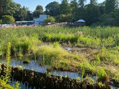 -井之头恩赐公园