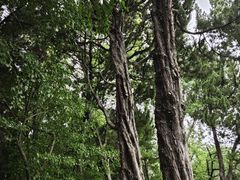 -嘉定紫藤园