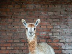 -意大利农场度假村