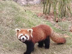 -灵玲国际马戏城