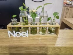 点击看大图 -薇薇安花系SPA