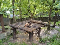 -都江堰中华大熊猫苑