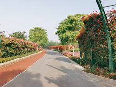 -顾村公园