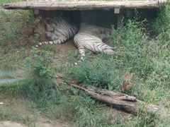 -大连森林动物园