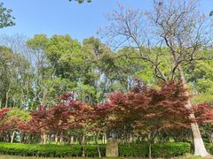 -宜兴龙背山森林公园
