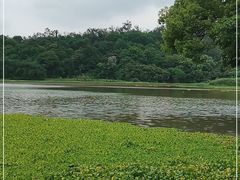 -南宁良凤江国家森林公园