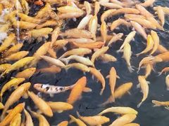 -长春市南湖公园