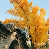 安静中寻找地坛