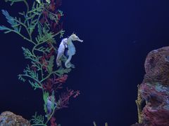 -上海海洋水族馆