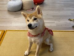 -柴迷FANS CLUB·柴犬狗咖·猫咖