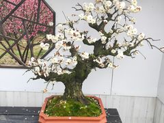 -香雪海