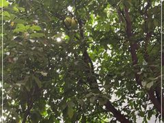 -Ocean's Table 欧舍