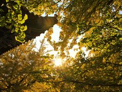 -遵化市禅林寺古银杏风景园