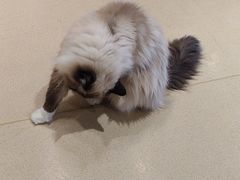 -藏猫猫咖啡主题馆(中央大道店)