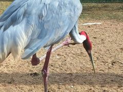 -盐城丹顶鹤湿地生态旅游区