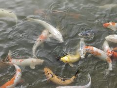 -石排湾郊野公园