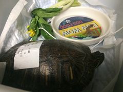 -立德动物医院·异宠·CT·鹦鹉(天河店)