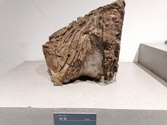 -中国地质博物馆