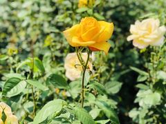 -上海共青森林公园